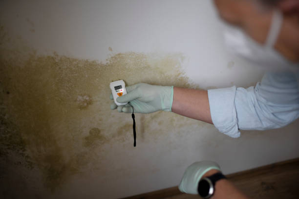 Why You Should Choose Our Mold Remediation Services in Shawneetown, IL